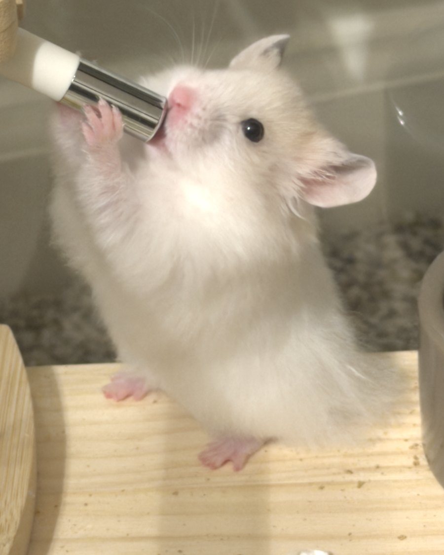 Close-up of Guga the hamster drinking from a water bottle