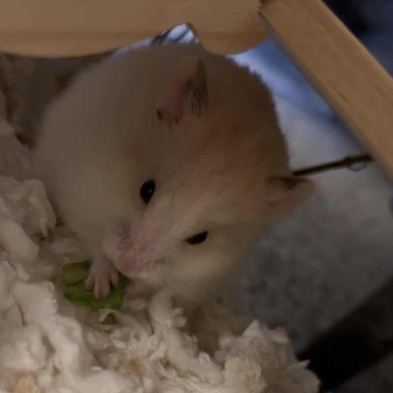 Guga nibbling a snack